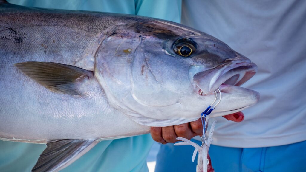 A person stands proudly on a fishing boat with a large fresh greater amberjack fish held in their arms
