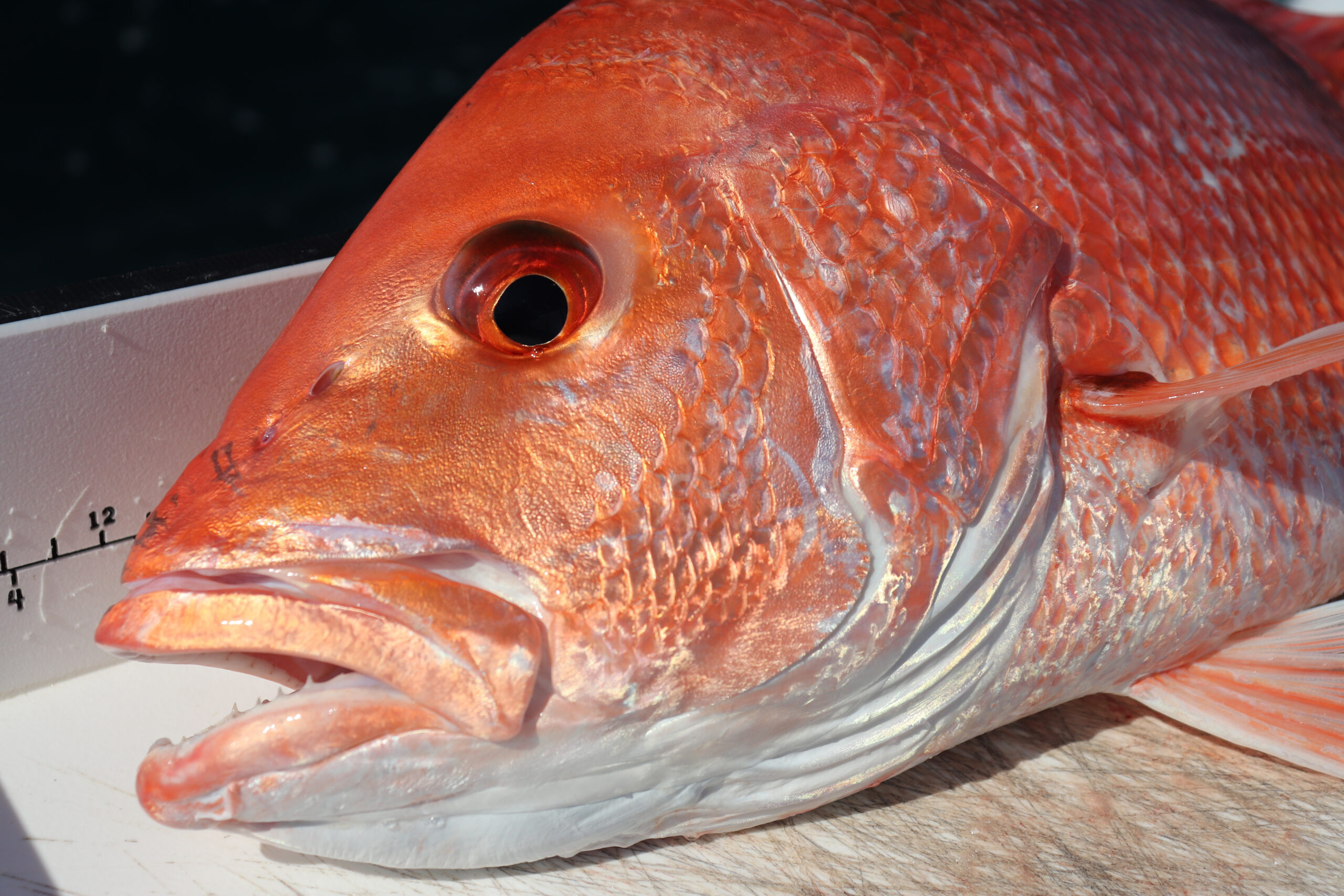 image: Red snapper. Credit: NOAA/Center for Sportfish Science and Conservation.
