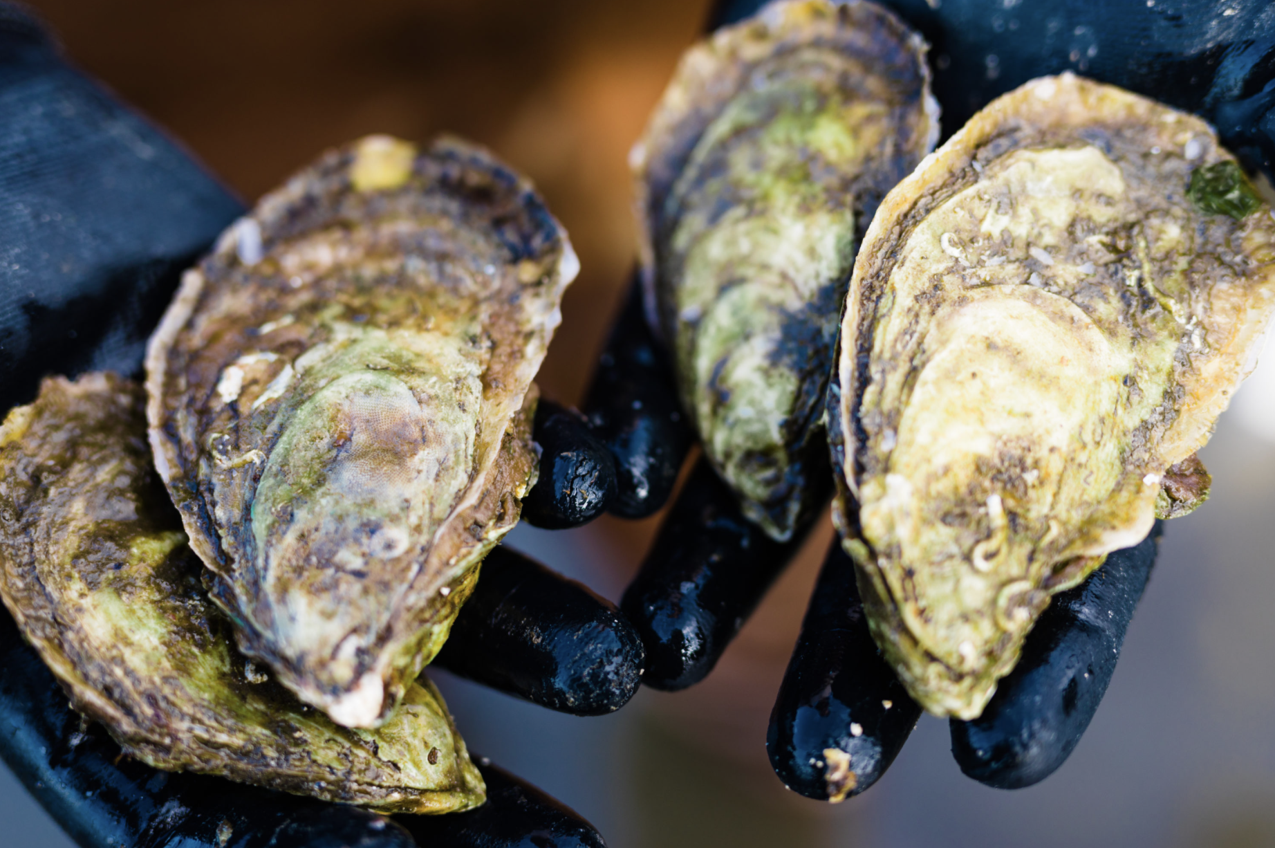 image: farmed oysters.