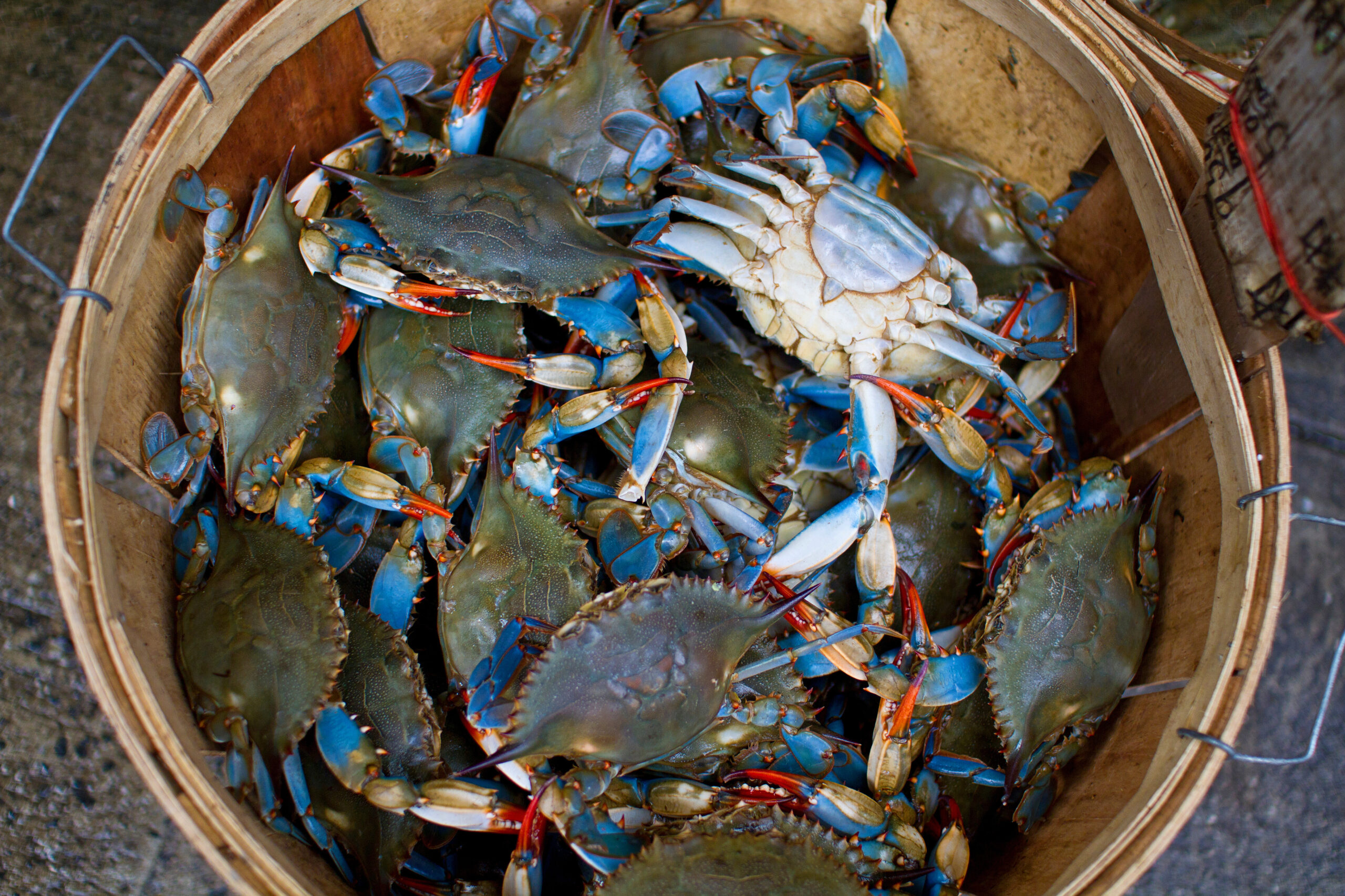 Looking down on many blue crabs in a wooden bucket