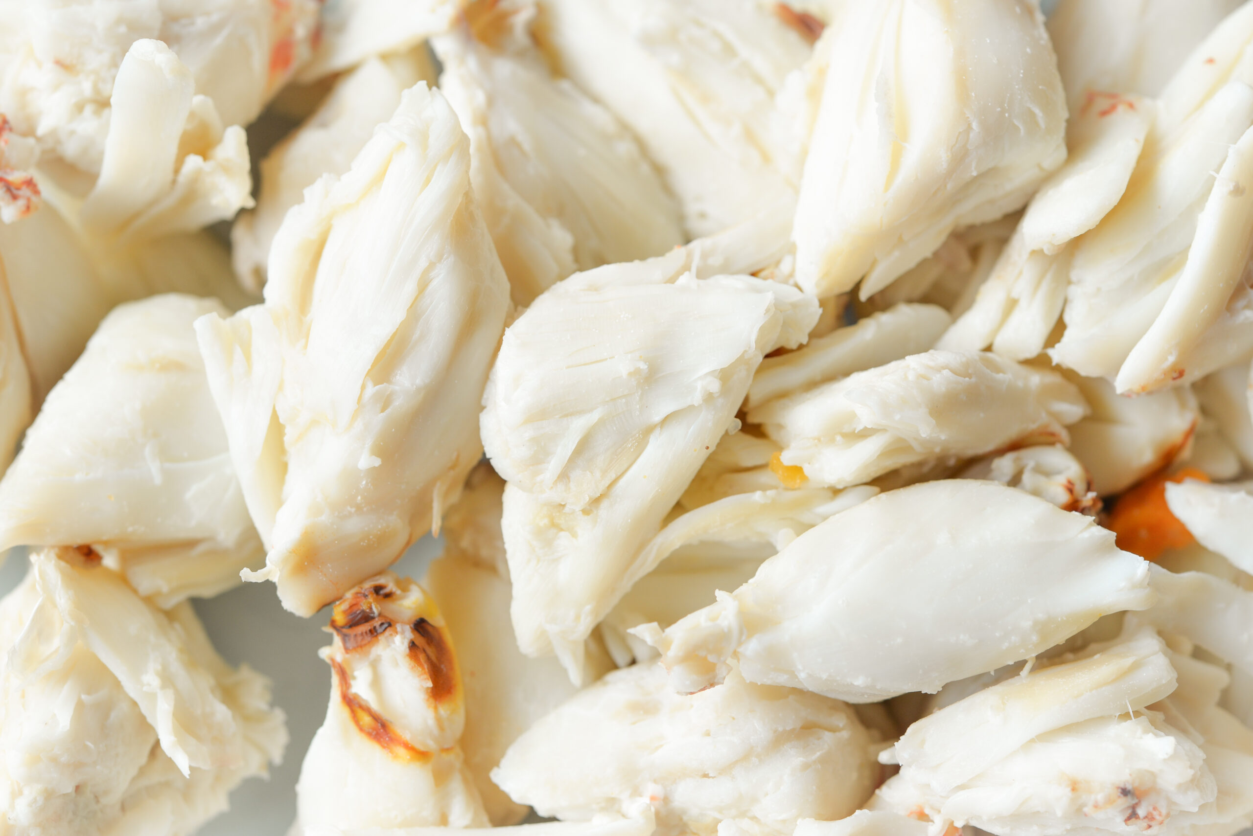 Close up of steamed blue crab meat pieces 