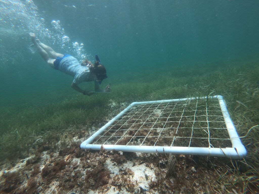 A woman underwater surveying seagrass in a square, grid device