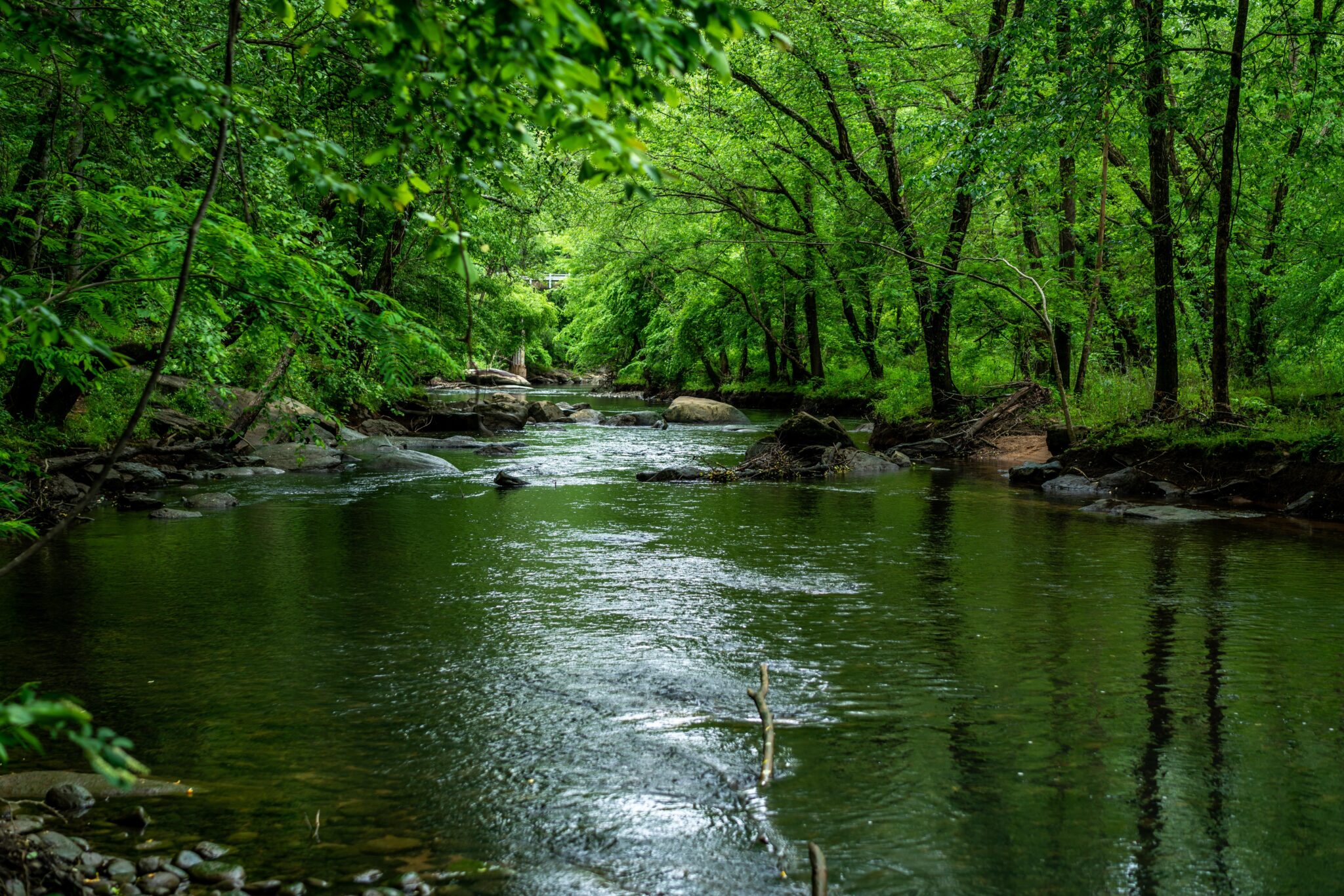 Image: Lush green photo of the Broad River in Chimney Rock, NC