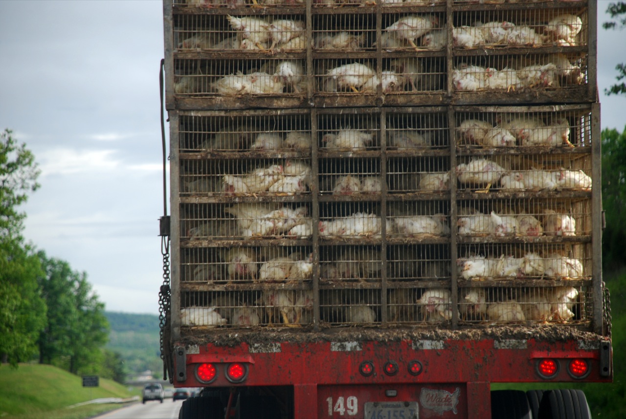 A chicken truck.