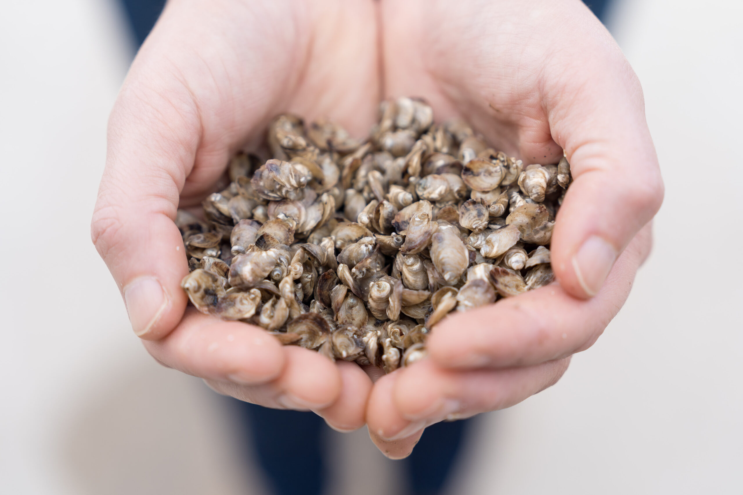 Two hands cupping oyster spat