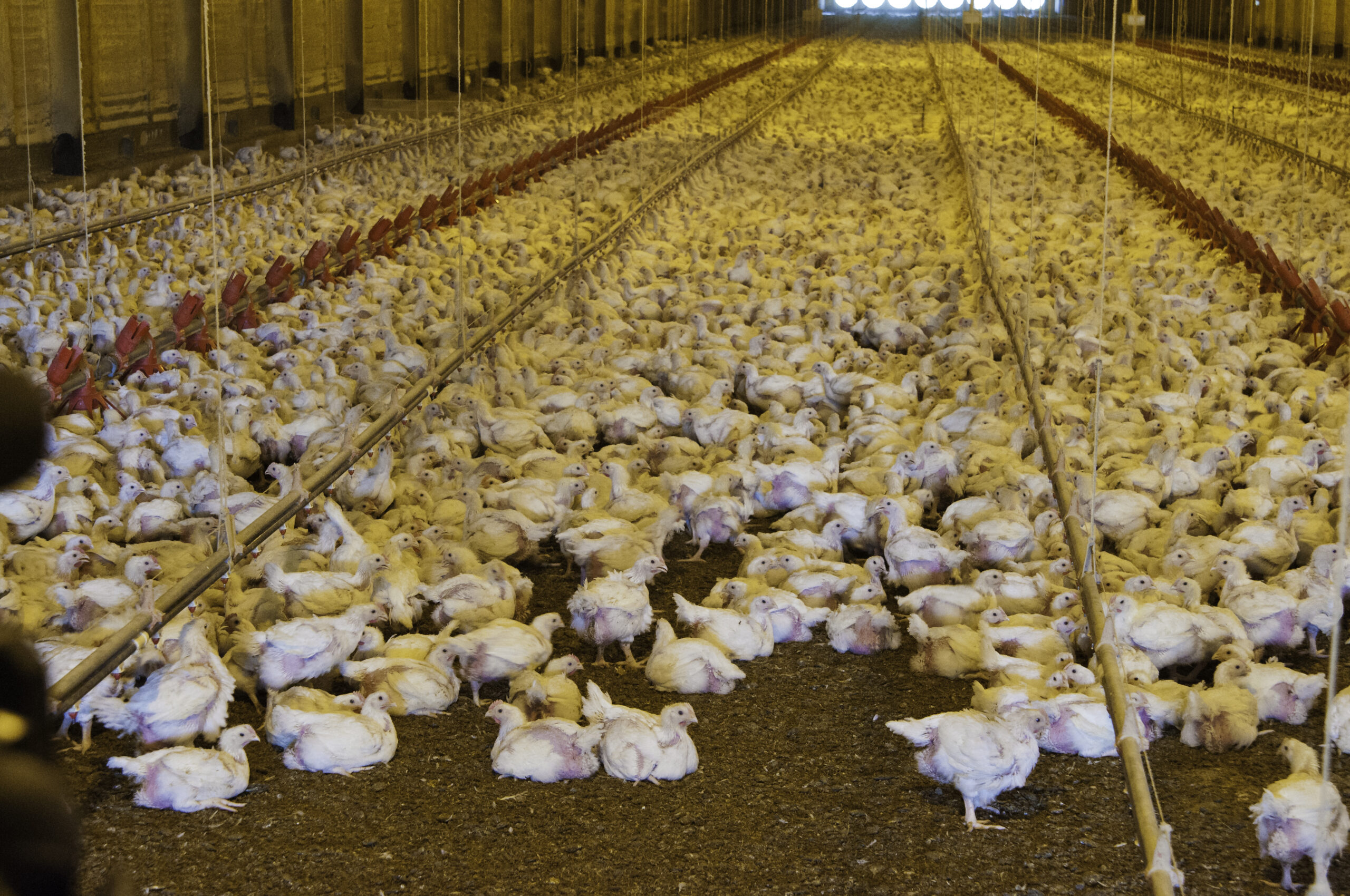 Inside a poultry CAFO in Texas