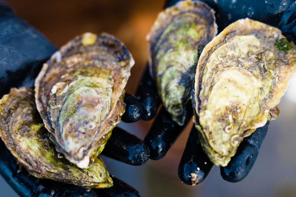 Gloved hands holding oysters
