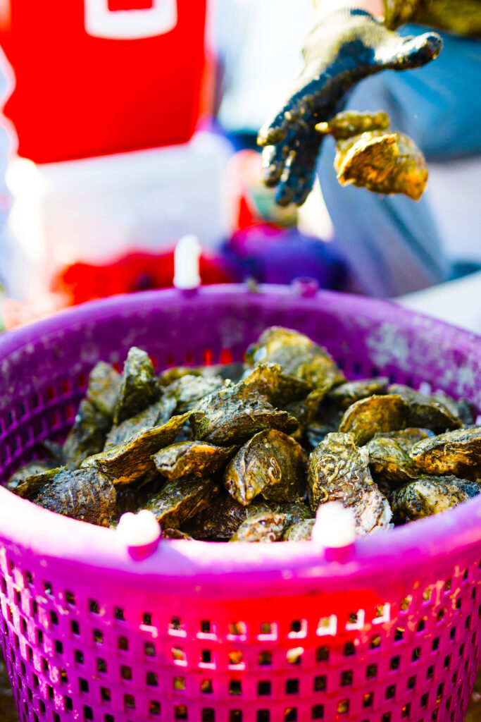 Oysters in a plastic basket