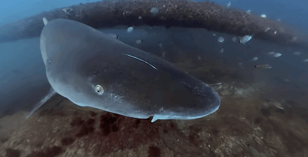 Photo of a shark taken from beneath the tower.