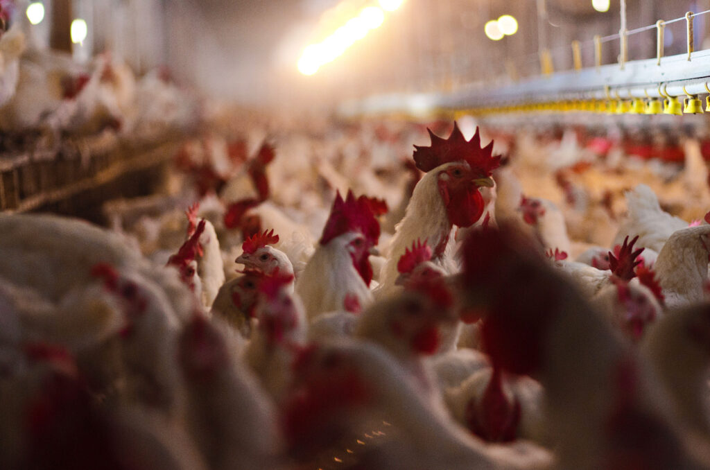Chickens in a CAFO north of Myerstown, PA