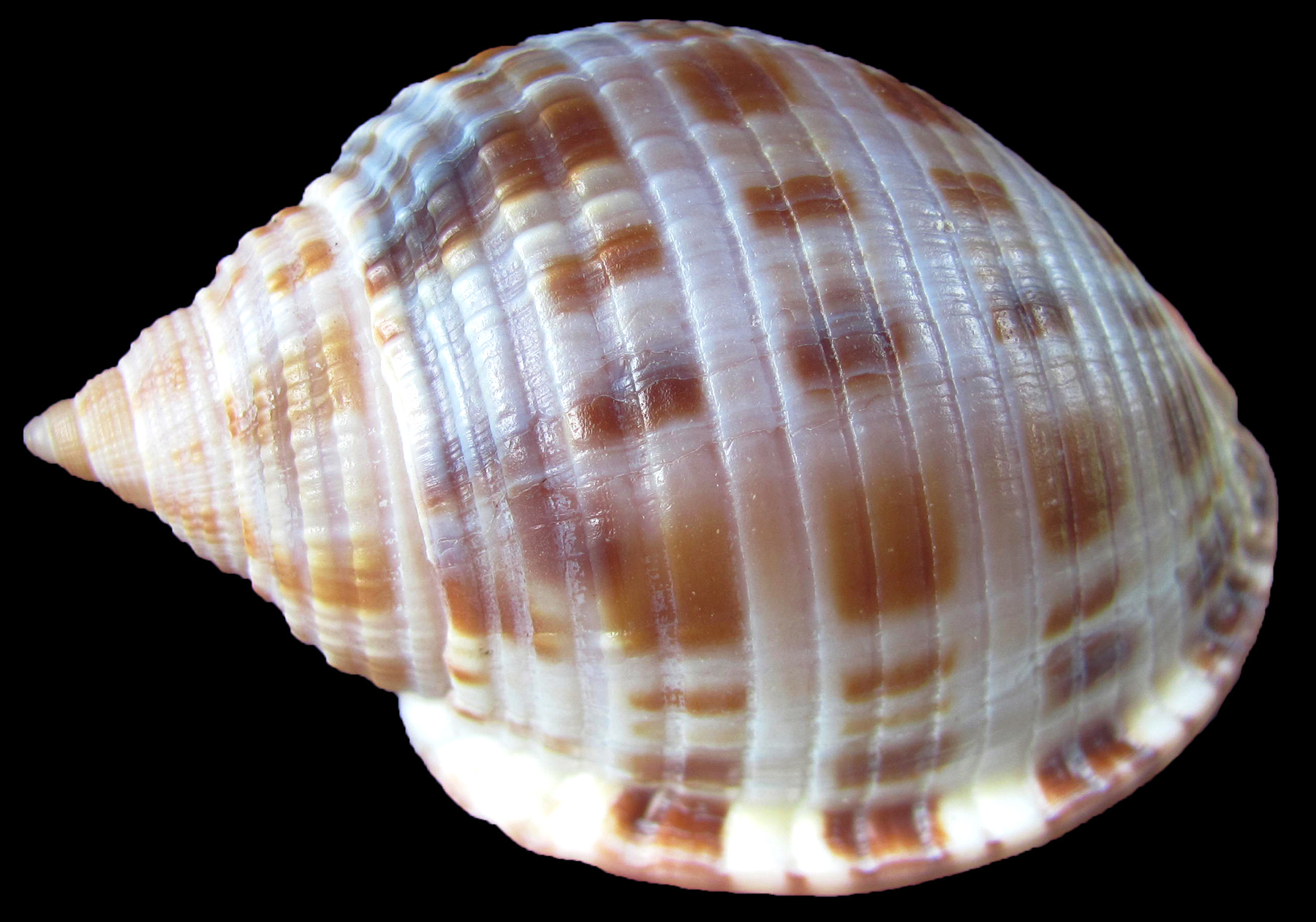 Scotch Bonnet shell.