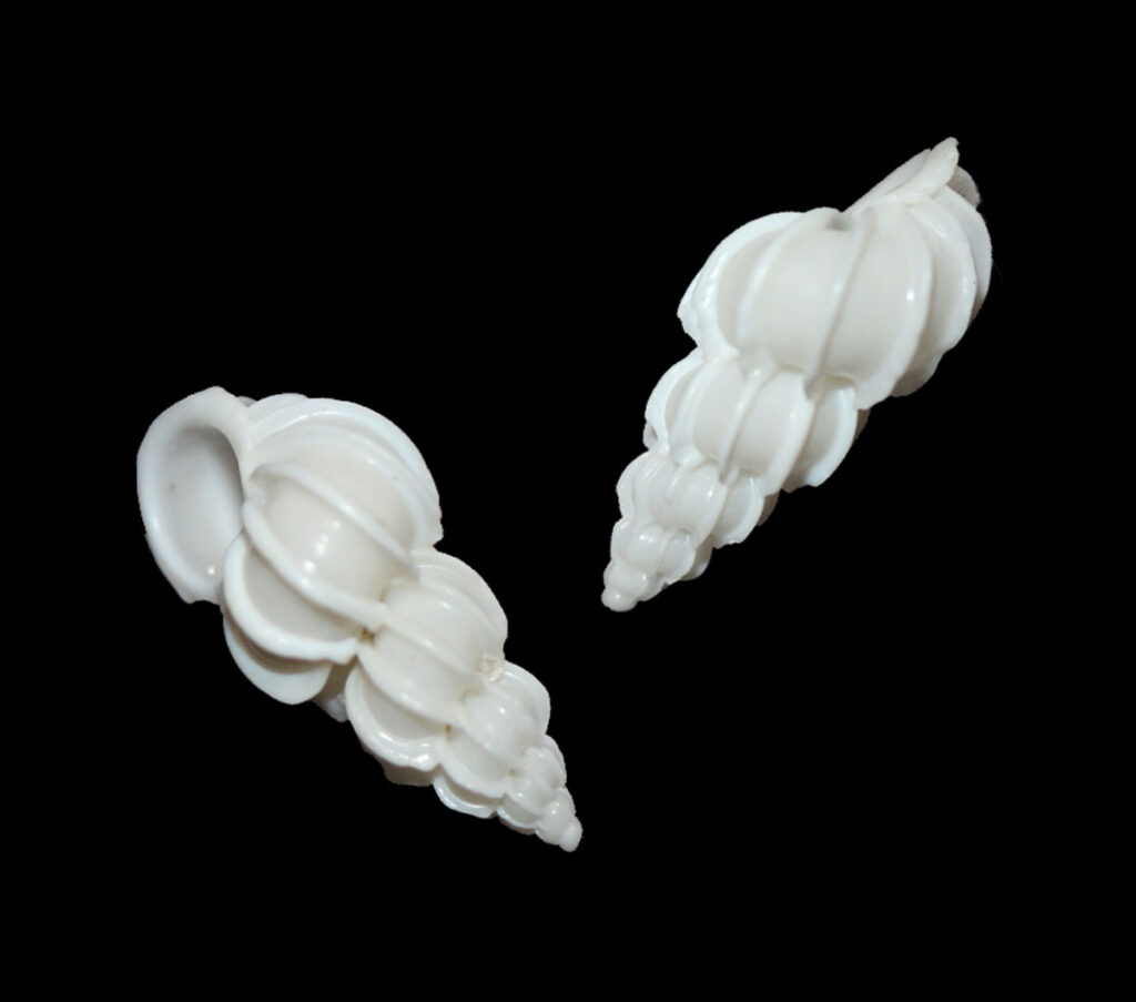 Angulate wentletrap shell.