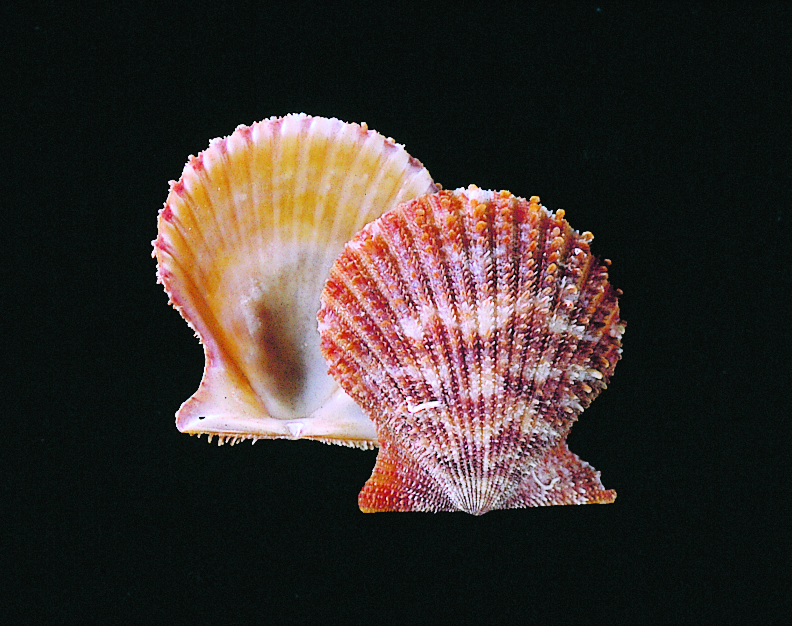 Rough scallop shell.