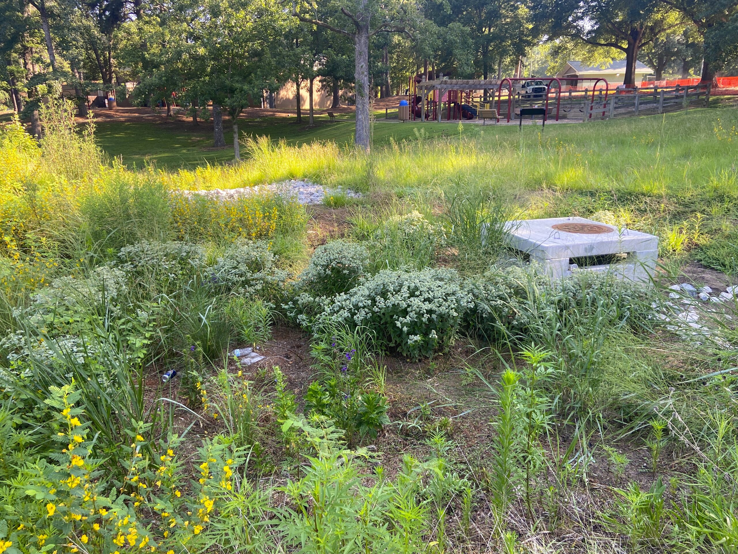 image: flowering bioretention area.