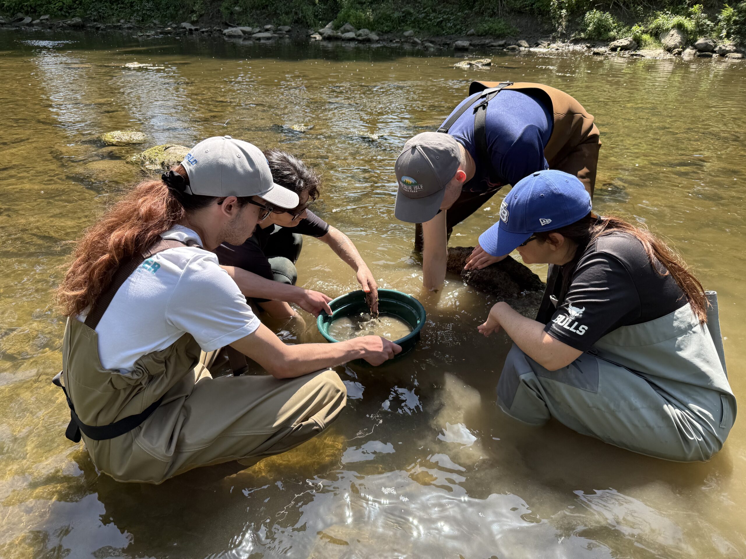 IMAGE: Sea Grant interns conduct a survey for salamander mussels at Cayuga Creek in New York.