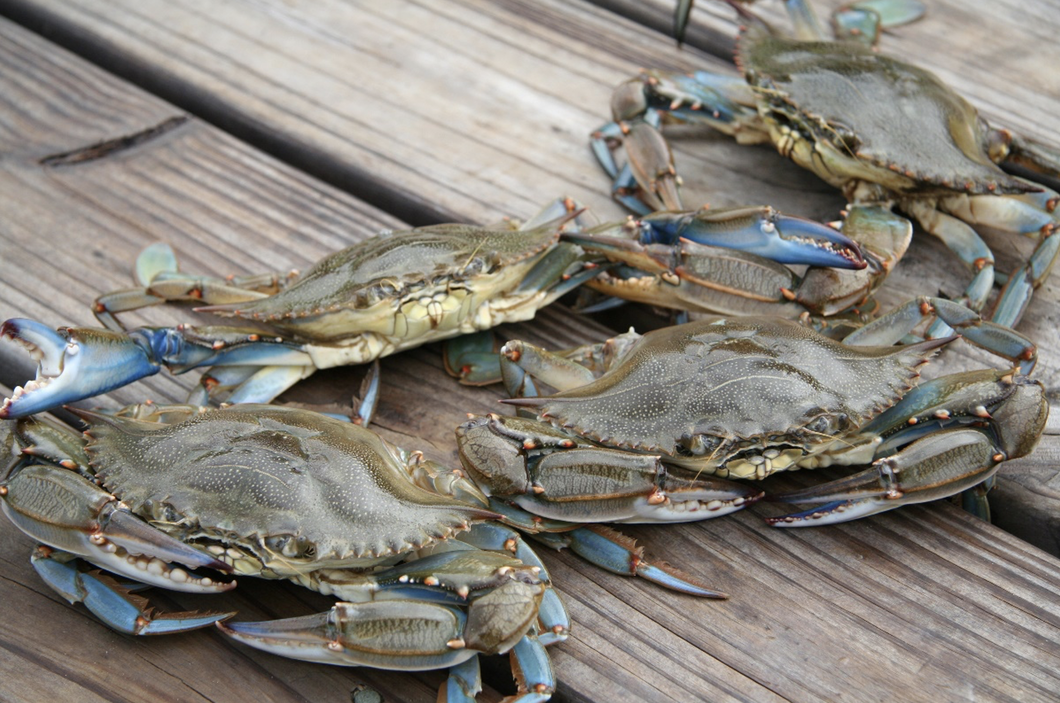 image: blue crabs on deck.