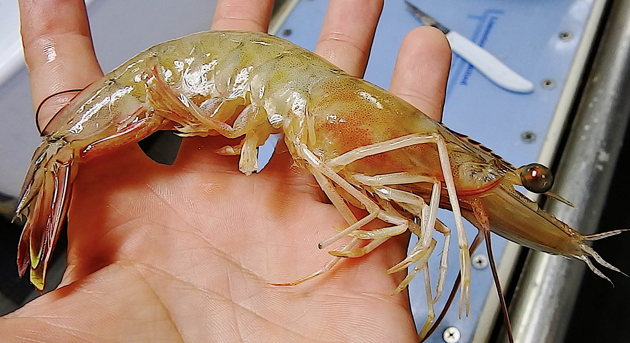 image: A white shrimp. Photo credit: NOAA.