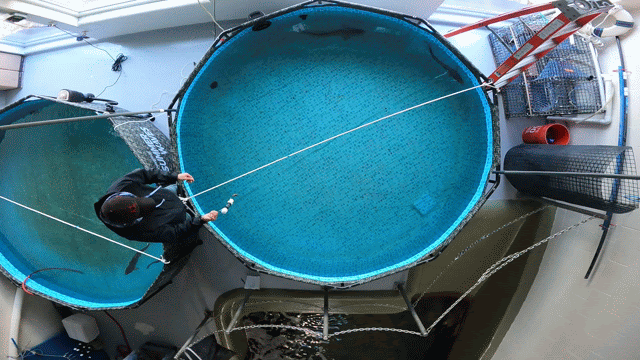 GIF of a controlled tank trial showing a spiny dogfish rapidly turning away upon encountering the localized electric field emitted by the microprocessor‐based, shark bycatch reduction device (M‐B BRD).